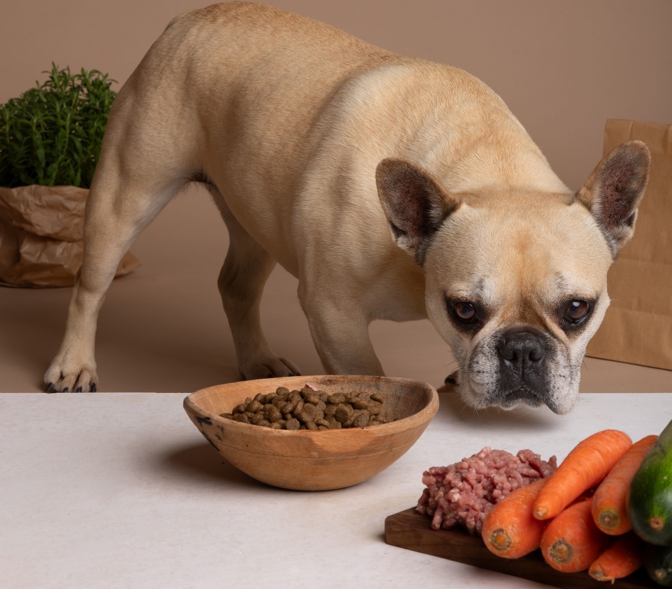 How to Choose the Right Food for Your Dog or Cat